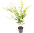 Gelbholziger Fächerahorn Acer palmatum 'Bi Hoo' H 80-100 cm C0 10 L