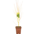 Gelbholziger Fächerahorn Acer palmatum 'Bi Hoo' H 100-125 cm Co 14 L viereckig