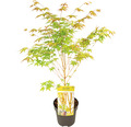 Gelbholziger Fächerahorn Acer palmatum 'Bi Hoo Winter Jewel' H 50-60 cm Co 3 L