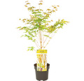 Gelbholziger Fächerahorn Acer palmatum 'Bi Hoo Winter Jewel' H 50-60 cm Co 3 L