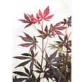Dunkelroter Fächerahorn Acer palmatum 'Black lace' H 50-60 cm Co 3 L