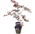 Dunkelroter Fächerahorn Acer palmatum 'Black lace' H 50-60 cm Co 3 L