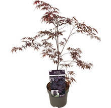 Dunkelroter Fächerahorn Acer palmatum 'Black lace' H 50-60 cm Co 3 L-thumb-1