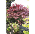Dunkelroter Fächerahorn Acer palmatum 'Bloodgood' H 50-60 cm Co 3 L