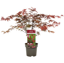 Dunkelroter Fächerahorn Acer palmatum 'Bloodgood' H 50-60 cm Co 3 L-thumb-2