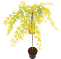 Hängender Fächerahorn Acer palmatum 'Cascade Citrine' Halbstamm 90 cm Co 6,5 L