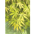 Hängender Fächerahorn Acer palmatum 'Cascade Emerald' Halbstamm 40 cm Co 3 L