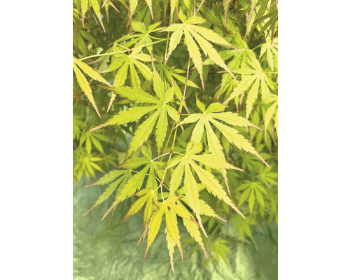 Hängender Fächerahorn Acer palmatum 'Cascade Emerald' Halbstamm 40 cm Co 3 L-0