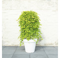 Hängender Fächerahorn Acer palmatum 'Cascade Emerald' Halbstamm 40 cm Co 3 L