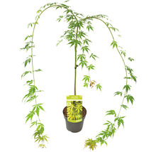 Hängender Fächerahorn Acer palmatum 'Cascade Emerald' Halbstamm 40 cm Co 3 L-thumb-1
