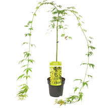 Hängender Fächerahorn Acer palmatum 'Cascade Emerald' Halbstamm 40 cm Co 3 L-thumb-2