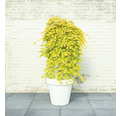 Hängender Fächerahorn Acer palmatum 'Cascade Gold' Halbstamm 40 cm Co 3 L