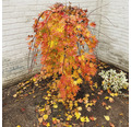 Hängender Fächerahorn Acer palmatum 'Cascade Gold' Halbstamm 90 cm Co 6,5 L