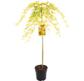 Hängender Fächerahorn Acer palmatum 'Cascade Gold' Halbstamm 90 cm Co 6,5 L