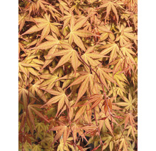 Hängender Fächerahorn Acer palmatum 'Cascade Ruby' Halbstamm 40 cm Co 3 L-thumb-0