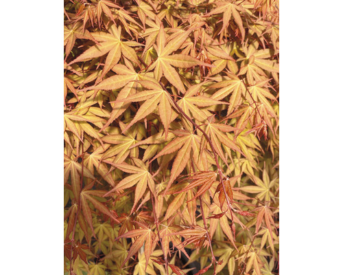 Hängender Fächerahorn Acer palmatum 'Cascade Ruby' Halbstamm 40 cm Co 3 L-0