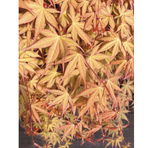 Hängender Fächerahorn Acer palmatum 'Cascade Ruby' Halbstamm 40 cm Co 3 L-thumb-1