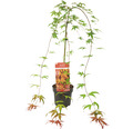 Hängender Fächerahorn Acer palmatum 'Cascade Ruby' Halbstamm 40 cm Co 3 L