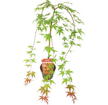 Hängender Fächerahorn Acer palmatum 'Cascade Ruby' Halbstamm 40 cm Co 3 L-thumb-3