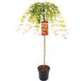 Hängender Fächerahorn Acer palmatum 'Cascade Ruby' Halbstamm 90 cm Co 6,5 L