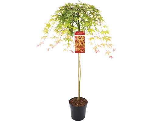Hängender Fächerahorn Acer palmatum 'Cascade Ruby' Halbstamm 90 cm Co 6,5 L