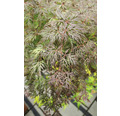Dunkelroter Schlitzahorn Acer palmatum 'Dissectum Atropurpureum' Halbstamm 90 cm Co 6,5 L