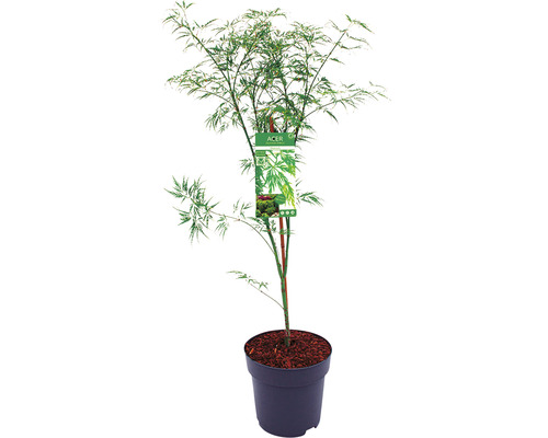 Grüner Schlitzahorn Acer palmatum 'Dissectum' H 80-100 Co 10 L