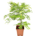 Grüner Schlitzahorn Acer palmatum 'Emerald Lace' H 130-140 cm Co 14 L