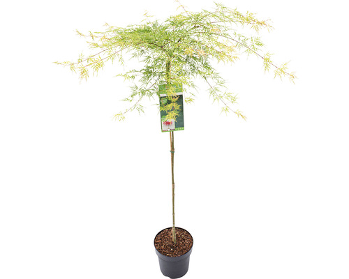 Grüner Schlitzahorn Acer palmatum 'Emerald Lace' Halbstamm 90 cm Co 6,5 L