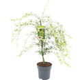 Grüner Schlitzahorn Acer palmatum 'Emerald Lace' H 80-100 Co 10 L
