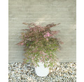 Buntblättriger Schlitzahorn Acer palmatum 'Extravaganza' H 40-50 Co 3 L