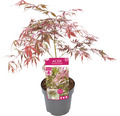 Buntblättriger Schlitzahorn Acer palmatum 'Extravaganza' H 40-50 Co 3 L