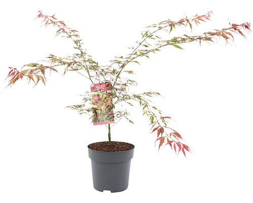 Buntblättriger Schlitzahorn Acer palmatum 'Extravaganza' H 80-100 Co 10 L