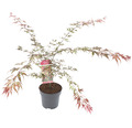 Buntblättriger Schlitzahorn Acer palmatum 'Extravaganza' H 80-100 Co 10 L
