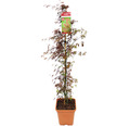 Fächerahorn Acer palmatum 'Firecracker' H 130-140 cm Co 14 L