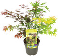 Buntblättriger Schlitzahorn Acer palmatum 'Festival' H 40-50 cm Co 3 L