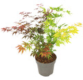 Buntblättriger Schlitzahorn Acer palmatum 'Festival' H 40-50 cm Co 3 L