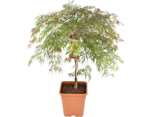 Dunkelroter Schlitzahorn Acer palmatum 'Garnet' Halbstamm 90 cm Co 18 L viereckig