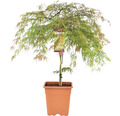 Dunkelroter Schlitzahorn Acer palmatum 'Garnet' Halbstamm 90 cm Co 18 L viereckig