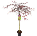 Dunkelroter Schlitzahorn Acer palmatum 'Garnet' Halbstamm 90 cm Co 6,5 L