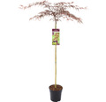 Dunkelroter Schlitzahorn Acer palmatum 'Garnet' Halbstamm 90 cm Co 6,5 L