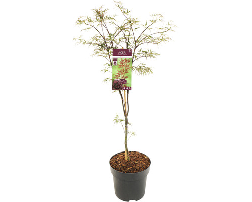 Dunkelroter Schlitzahorn Acer palmatum 'Garnet' H 80-100 cm Co 10 L