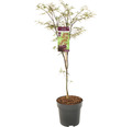 Dunkelroter Schlitzahorn Acer palmatum 'Garnet' H 80-100 cm Co 10 L