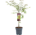 Dunkelroter Schlitzahorn Acer palmatum 'Garnet' H 60-80 cm Co 6,5 L
