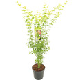 Grünholziger Fächerahorn Acer palmatum 'Going Green' H 80-100 cm Co 10 L