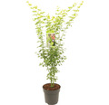 Grünholziger Fächerahorn Acer palmatum 'Going Green' H 80-100 cm Co 10 L