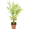 Grünholziger Fächerahorn Acer palmatum 'Going Green' H 100-125 cm Co 14 L viereckig