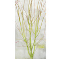 Grünholziger Fächerahorn Acer palmatum 'Going Green' H 30-40 cm T15
