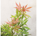 Fächerahorn Acer palmatum 'Jerre Schwartz' H 50-60 cm Co 3 L