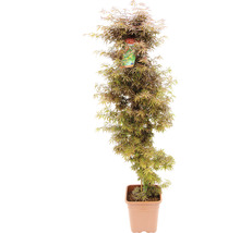 Fächerahorn Acer palmatum 'Jerre Schwartz' H 130-140 cm Co 14 L-thumb-0